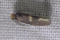 Incurvaria pectinea