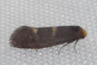 Incurvaria pectinea