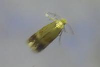 Stigmella
