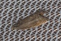 Grapholita gemmiferana