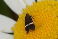 Aproaerema cinctella