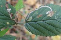 Stigmella aurella