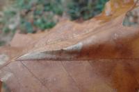 Phyllonorycter platani