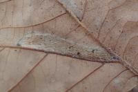 Phyllonorycter platani