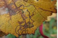 Stigmella microtheriella
