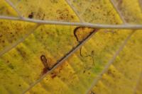 Stigmella microtheriella