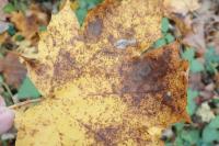 Phyllonorycter geniculella