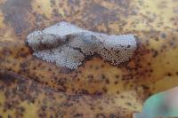 Phyllonorycter geniculella