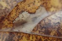 Phyllonorycter geniculella