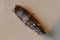 Mompha subbistrigella