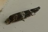 Mompha subbistrigella