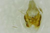 Aethes fennicana