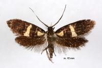 Dasycera oliviella