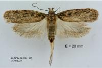 Depressaria radiosquamella