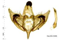 Depressaria radiosquamella