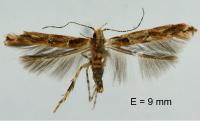 Anatrachyntis badia