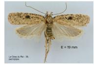 Agonopterix subpropinquella