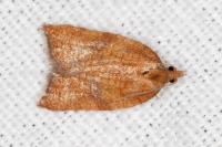 Acleris rhombana