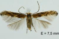 Coccidiphila gerasimovi