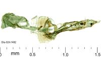 Coccidiphila gerasimovi
