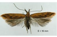 Dichomeris acuminata
