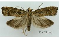 Acroclita subsequana