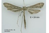 Agdistis meridionalis