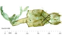 Agdistis meridionalis