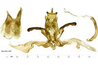 Agdistis meridionalis