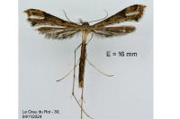 Stenoptilodes taprobanes