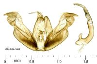 Stenoptilodes taprobanes