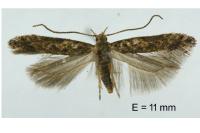 Tuta absoluta