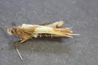 Caloptilia robustella