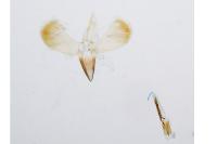 Caloptilia robustella