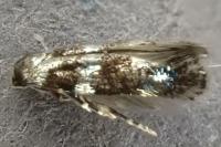 Elachista gleichenella