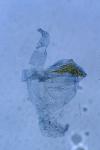 Elachista gleichenella