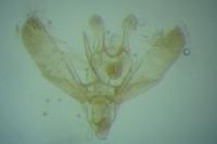Elachista biatomella