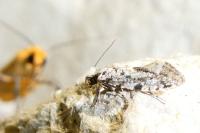 Nemapogon agenjoi