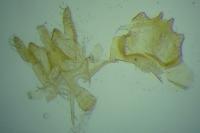Nemapogon agenjoi