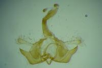 Coleophora flaviella