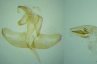 Batia lunaris