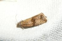 Celypha striana