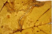 Stigmella speciosa