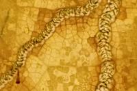 Stigmella speciosa