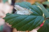 Coptotriche marginea