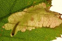 Coptotriche marginea