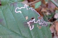 Stigmella aurella