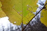 Stigmella microtheriella