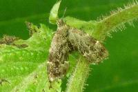Anthophila fabriciana