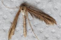 Emmelina monodactyla